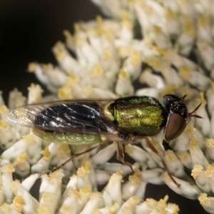 Odontomyia decipiens at Taylor, ACT - 15 Dec 2023