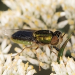 Odontomyia decipiens at Taylor, ACT - 15 Dec 2023