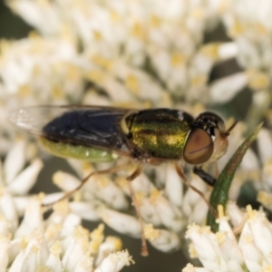 Odontomyia decipiens at Taylor, ACT - 15 Dec 2023