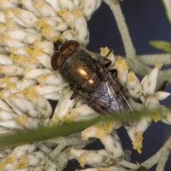 Stomorhina sp. (genus) (Snout fly) at Taylor Offset (TLR) - 15 Dec 2023 by kasiaaus