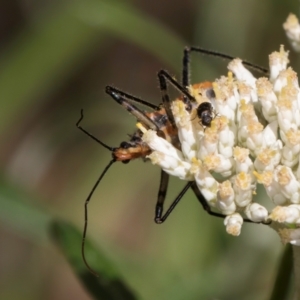 Gminatus australis at Taylor, ACT - 15 Dec 2023 03:29 PM