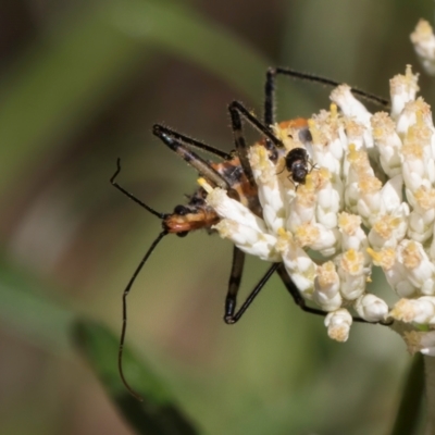 Gminatus australis (Orange assassin bug) at Taylor, ACT - 15 Dec 2023 by kasiaaus