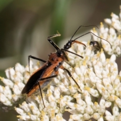 Gminatus australis at Taylor, ACT - 15 Dec 2023 03:29 PM