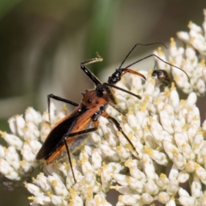 Gminatus australis at Taylor, ACT - 15 Dec 2023 03:29 PM