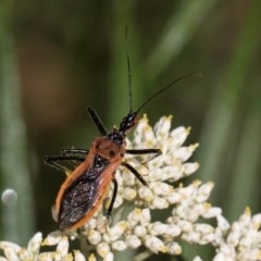 Gminatus australis at Taylor, ACT - 15 Dec 2023