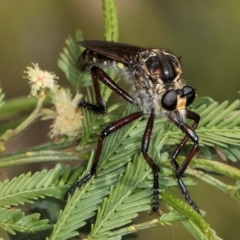 Unidentified Robber fly (Asilidae) at Taylor, ACT - 15 Dec 2023 by kasiaaus