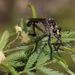 Chrysopogon muelleri at Taylor, ACT - 15 Dec 2023