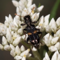Eleale pulchra (Clerid beetle) at Taylor Offset (TLR) - 15 Dec 2023 by kasiaaus