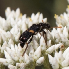 Eleale pulchra at Taylor, ACT - 15 Dec 2023