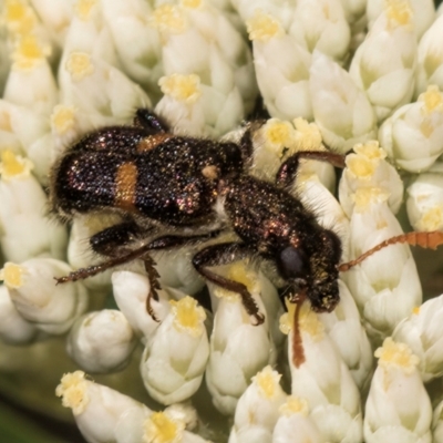 Eleale pulchra (Clerid beetle) at Taylor, ACT - 15 Dec 2023 by kasiaaus