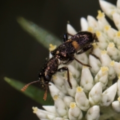 Eleale pulchra at Taylor, ACT - 15 Dec 2023