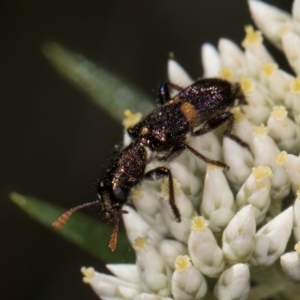 Eleale pulchra at Taylor, ACT - 15 Dec 2023