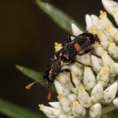 Eleale pulchra at Taylor, ACT - 15 Dec 2023