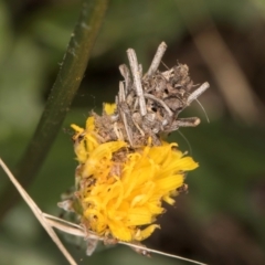 Heliocosma (genus - immature) (A tortrix or leafroller moth) at Taylor, ACT - 15 Dec 2023 by kasiaaus