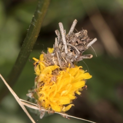 Heliocosma (genus - immature) (A tortrix or leafroller moth) at Taylor Offset (TLR) - 15 Dec 2023 by kasiaaus