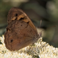 Heteronympha merope (Common Brown Butterfly) at Taylor, ACT - 15 Dec 2023 by kasiaaus