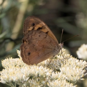 Heteronympha merope at Taylor, ACT - 15 Dec 2023