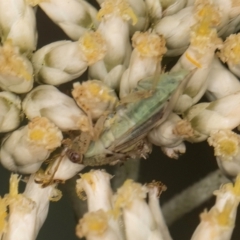 Miridae (family) (Unidentified plant bug) at Taylor, ACT - 15 Dec 2023 by kasiaaus