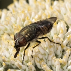 Stomorhina sp. (genus) (Snout fly) at Taylor Offset (TLR) - 15 Dec 2023 by kasiaaus