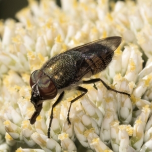 Stomorhina sp. (genus) at Taylor, ACT - 15 Dec 2023 03:42 PM