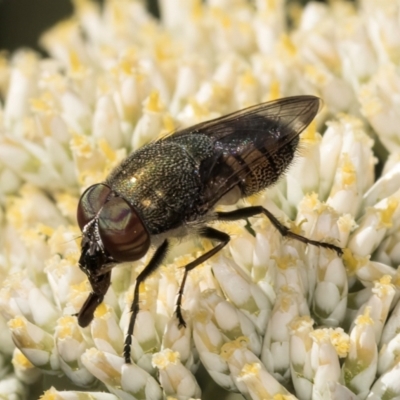 Stomorhina sp. (genus) (Snout fly) at Taylor, ACT - 15 Dec 2023 by kasiaaus