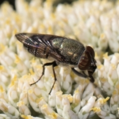 Stomorhina sp. (genus) at Taylor, ACT - 15 Dec 2023 03:42 PM