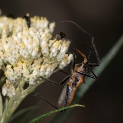 Gminatus australis (Orange assassin bug) at Taylor, ACT - 15 Dec 2023 by kasiaaus