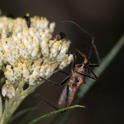 Gminatus australis (Orange assassin bug) at Taylor, ACT - 15 Dec 2023 by kasiaaus