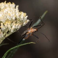 Gminatus australis at Taylor, ACT - 15 Dec 2023 03:44 PM