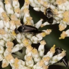 Mordella limbata (A pintail beetle) at Taylor, ACT - 15 Dec 2023 by kasiaaus