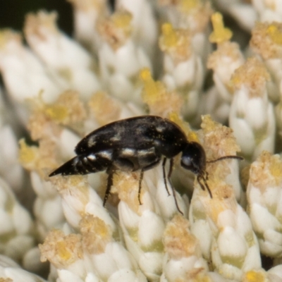 Mordella sydneyana (Pintail Beetle) at Taylor, ACT - 15 Dec 2023 by kasiaaus