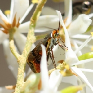 Nemophora panaeola at Red Hill Nature Reserve - 15 Dec 2023