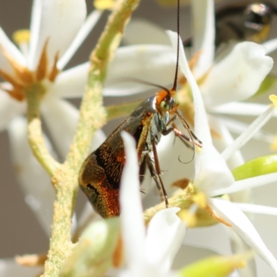 Nemophora panaeola (Adelidae) at Deakin, ACT - 15 Dec 2023 by LisaH