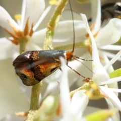 Nemophora panaeola at Red Hill Nature Reserve - 15 Dec 2023