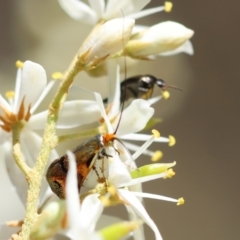 Nemophora panaeola at Red Hill Nature Reserve - 15 Dec 2023