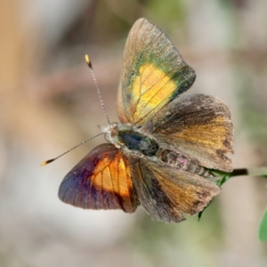 Paralucia pyrodiscus at Red Hill Nature Reserve - 15 Dec 2023