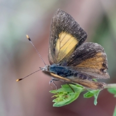 Paralucia pyrodiscus at Red Hill Nature Reserve - suppressed