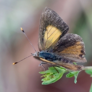 Paralucia pyrodiscus at Red Hill Nature Reserve - 15 Dec 2023