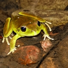 Litoria lesueuri (Lesueur's Tree-frog) at Cotter River, ACT - 15 Dec 2023 by Ct1000