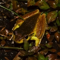 Litoria lesueuri at COT010: Cotter @ Vanitys  - 15 Dec 2023