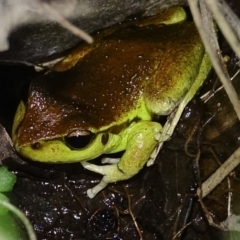 Litoria lesueuri at COT010: Cotter @ Vanitys  - 15 Dec 2023 11:05 PM