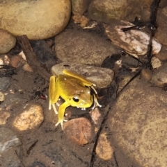 Litoria lesueuri at COT010: Cotter @ Vanitys  - 15 Dec 2023