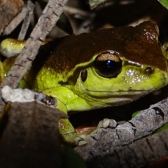 Litoria lesueuri at COT010: Cotter @ Vanitys  - 15 Dec 2023 11:05 PM