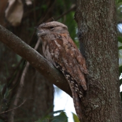 Podargus strigoides at Ormiston, QLD - 15 Dec 2023