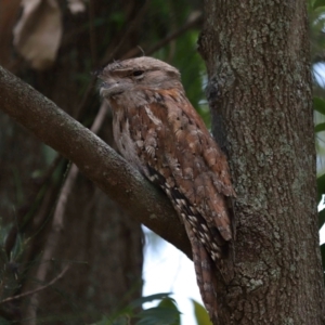 Podargus strigoides at Ormiston, QLD - 15 Dec 2023