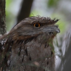 Podargus strigoides at Ormiston, QLD - 15 Dec 2023