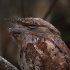 Podargus strigoides at Ormiston, QLD - 15 Dec 2023