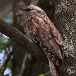 Podargus strigoides at Ormiston, QLD - 15 Dec 2023