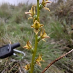 Prasophyllum canaliculatum (Summer Leek Orchid) at South East Forest National Park - 12 Dec 2023 by forest17178