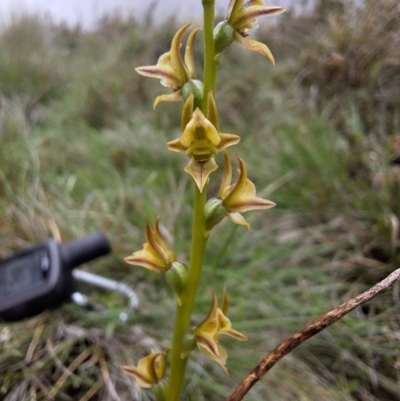 Prasophyllum canaliculatum (Summer Leek Orchid) at South East Forest National Park - 12 Dec 2023 by forest17178